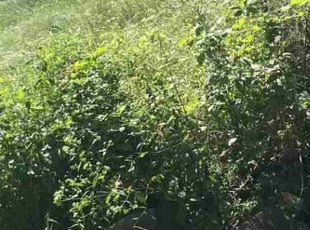 Bush Trimming by Mike Jose for Devin M. in Carnegie, PA