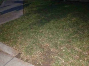 Leaf Removal by Melecio Rivera for Ryan A. in Corpus Christi, TX