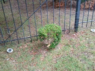 Bush Trimming by Vincent Vasquez for Karthik S. in San Antonio, TX