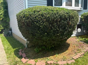 Bush Trimming by Seantrell Lawson for Jean E. in Maple Heights, OH