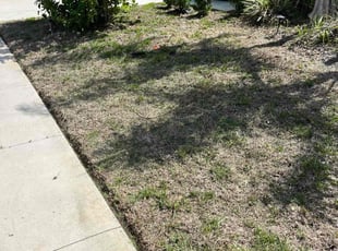 Cleanups by Johnny Torres for Raven c. in Ruskin, FL