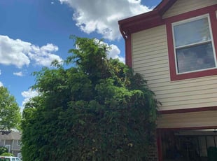Bush Trimming by Steven Baker for Randall R. in Indianapolis, IN