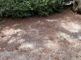 Leaf Removal by Eddie Duran for Hazen S. in Niceville, FL