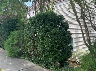 Bush Trimming by Spencer Ashby for Nathan W. in Mooresville, NC
