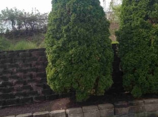 Bush Trimming by Jeremy Ellis for Jesse G. in Meriden, CT