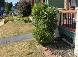 Bush Trimming by Gaven Planavsky for Kevin S. in Schenectady, NY