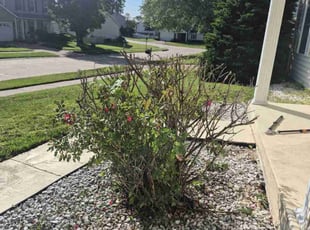 Bush Trimming by Anthony Wagner for Justin E. in Florissant, MO