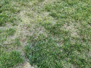 Leaf Removal by Ramiro Vicente for Joyce M. in Saint Charles, MO