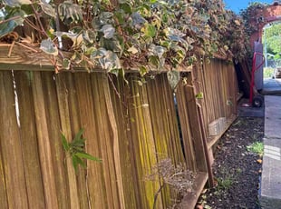 Bush Trimming by Maria Almendra for Alana S. in Berkeley, CA