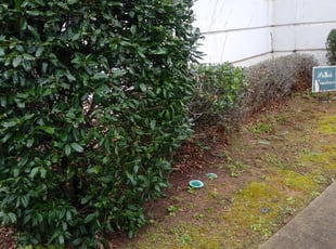 Bush Trimming by Emmanuel Odeh Adimah for Erica B. in Atlanta, GA