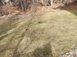 Weeding by Wali Bowlds for Robert H. in Colorado Springs, CO