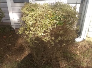 Bush Trimming by Marshall Jordan for Shawn L. in Fairburn, GA