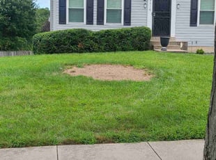 Bush Trimming by Olson Parker for Tatiana S. in Upper Marlboro, MD