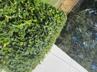 Bush Trimming by Shaun Waters for Craig C. in St. Augustine, FL