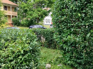 Bush Trimming by David Welsh for Christa M. in Worcester, MA
