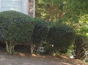 Bush Trimming by Jordan Lee for Jeff L. in Sugar Hill, GA