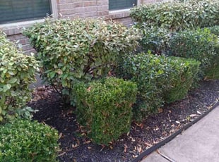 Weeding by Christina Zapata for Brian C. in Houston, TX