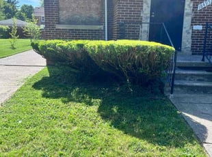 Bush Trimming by Christopher Wade for Alberta P. in Detroit, MI