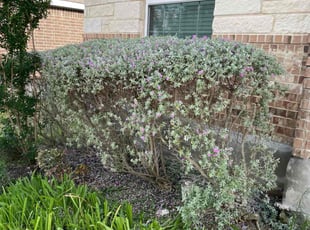 Bush Trimming by Stanmore Hinds for James B. in Schertz, TX