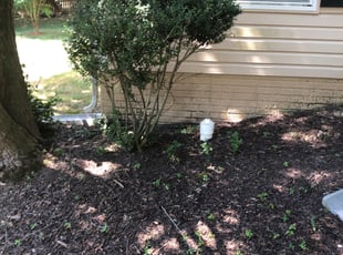 Bush Trimming by Harold Guzman for Anne E. in Woodbridge, VA