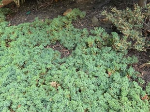 Weeding by Luiz Gosling De Oliveira for Raymond H. in Rockville, MD