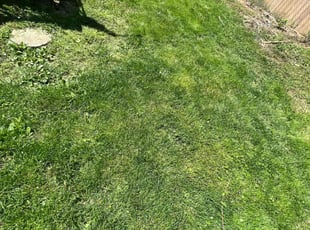 Leaf Removal by Thomas Glutz for Stacey H. in Cincinnati, OH