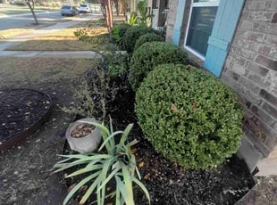 Bush Trimming by Fausto Bandala for Michael P. in Pflugerville, TX