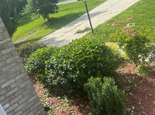 Bush Trimming by Elijah Bailey for Willie S. in Kernersville, NC
