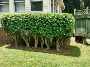 Bush Trimming by Tim Hargett for Alisa I. in Stanley, NC