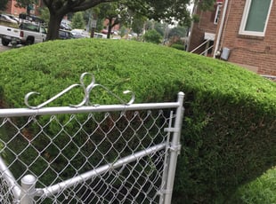 Bush Trimming by Giovanni HErnandez for Barbara A. in Washington, DC
