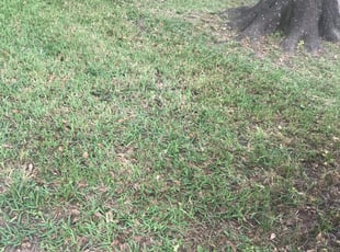 Leaf Removal by Joseph Hopkins for Casey B. in Cypress, TX