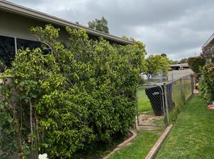 Bush Trimming by Keith Dalke for Michelle R. in San Diego, CA