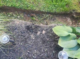 Weeding by Matt Brady for Nancy M. in Warminster, PA