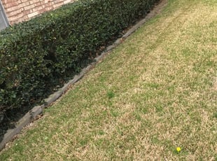 Bush Trimming by Emir Catalan for Courtney C. in Dallas, TX