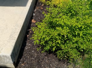 Weeding by Robert Pace for Gelina R. in Indianapolis, IN