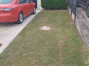 Bush Trimming by Dimitry George for Carmellia R. in Augusta, GA