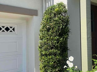 Bush Trimming by Fernando Gomez Rodriguez for Fathima T. in Signal Hill, CA