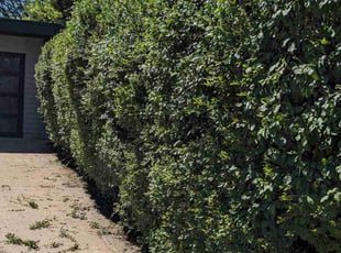 Bush Trimming by Scott Steigerwald for Chelsea K. in Denver, CO