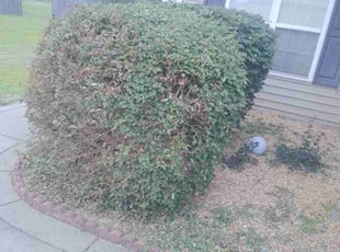 Bush Trimming by Terrance Beatty for Lynn T. in Fayetteville, NC