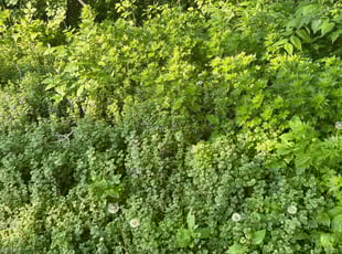 Bush Trimming by Jason Leger for Esther S. in Otsego, MN