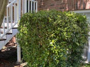 Bush Trimming by Derenski Mcgrady for Terence E A. in Powder Springs, GA