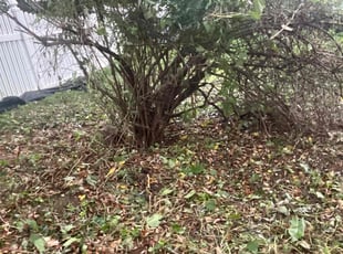 Bush Trimming by Evans Ogamba for Allen S. in Harrisburg, PA