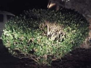 Bush Trimming by Ann (Aj) Johnson for Antonio W. in Jonesboro, GA