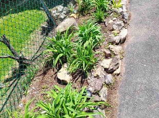 Weeding by Jose Munoz for Jennifer K. in Middletown, PA