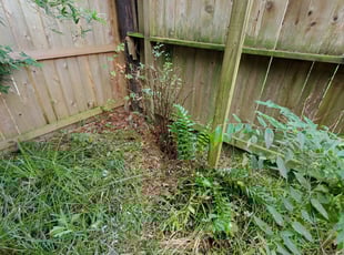 Bush Trimming by Kendrick Myers for Sharonda W. in Houston, TX