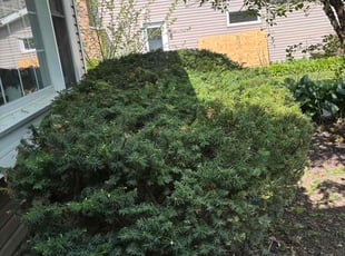 Bush Trimming by Adrian Mendoza for JONATHAN P. in McHenry, IL