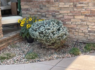 Bush Trimming by Bill Schwartz for Ronna P. in Castle Rock, CO