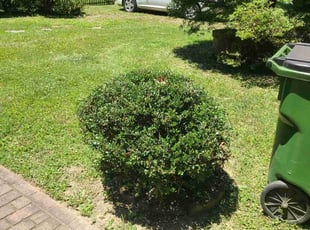 Bush Trimming by Rohan James for Kelly B. in Richmond, VA