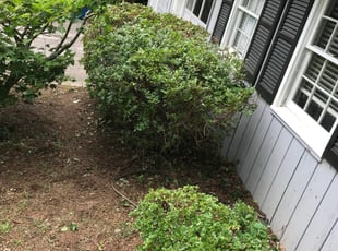 Bush Trimming by Jeanne Laguerre for Lew H. in Marietta, GA