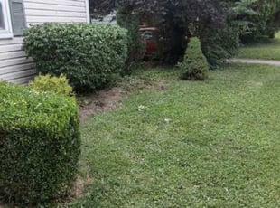 Bush Trimming by Michael Sutton for Wesley M. in Columbus, OH